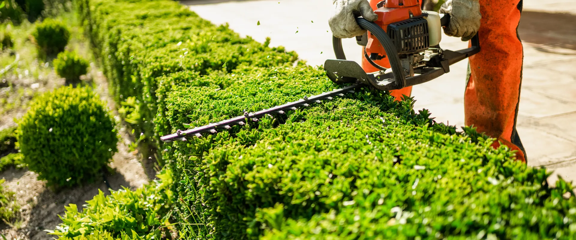 Hedge Trimming Sydney | Expert Hedge Maintenance Services
