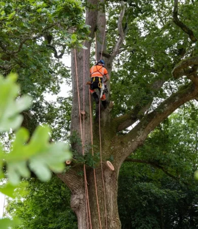 Tree Trimming Sydney